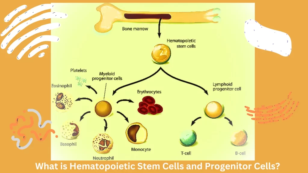 What-is-Hematopoietic-Stem-Cells-and-Progenitor-Cells.
