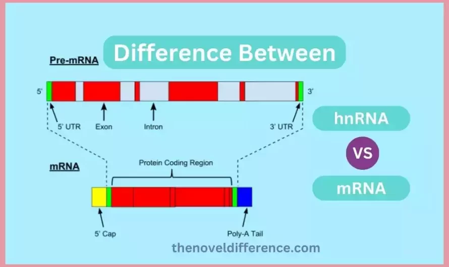 Difference Between hnRNA and mRNA