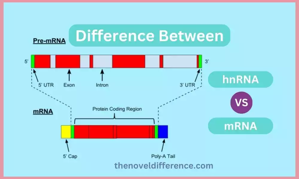 hnRNA and mRNA