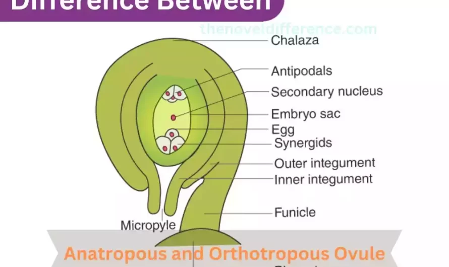 Difference Between Anatropous and Orthotropous Ovule