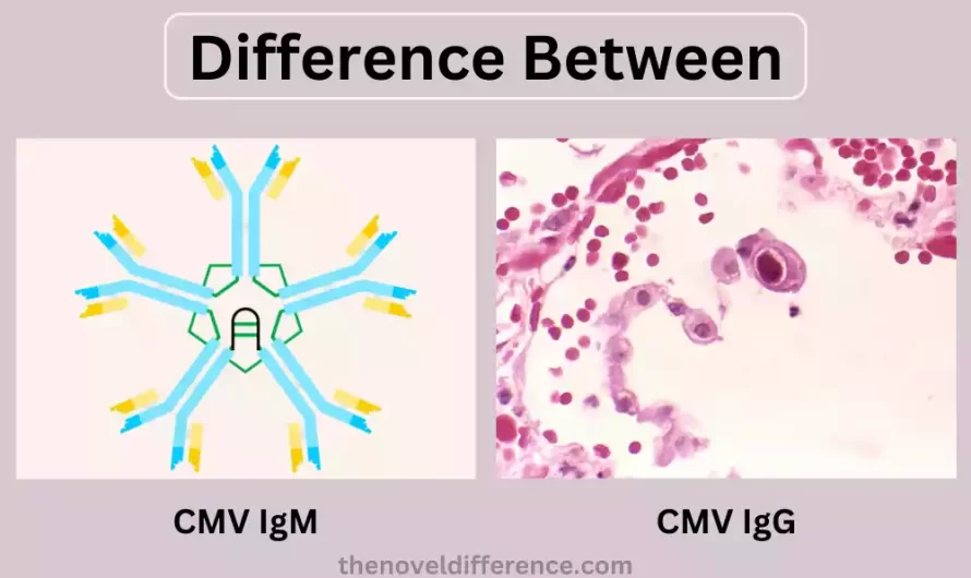 Difference Between CMV IgG and CMV IgM