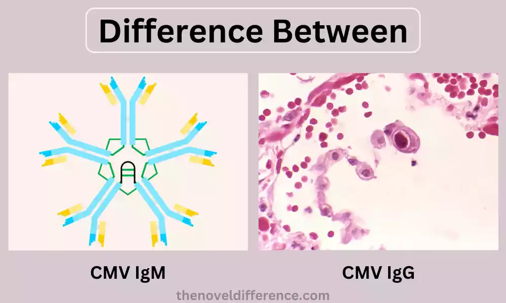 CMV IgG and CMV IgM