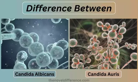 Candida Albicans and Candida Auris