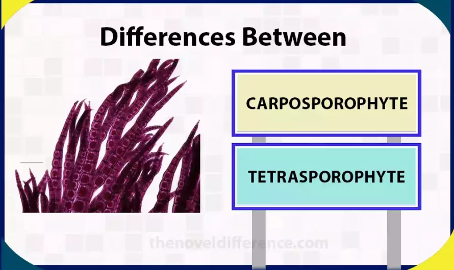 Difference Between Carposporophyte and Tetrasporophyte