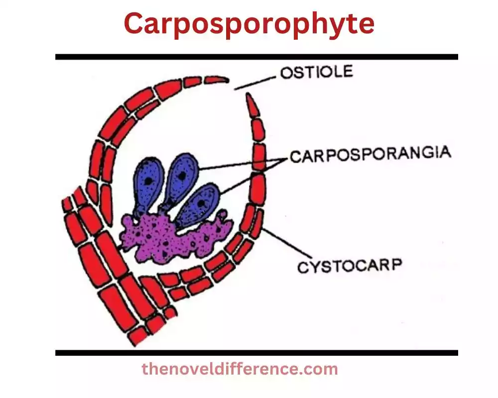 Carposporophyte