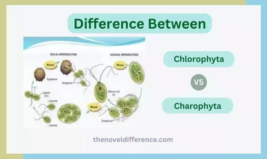 Difference Between Chlorophyta and Charophyta
