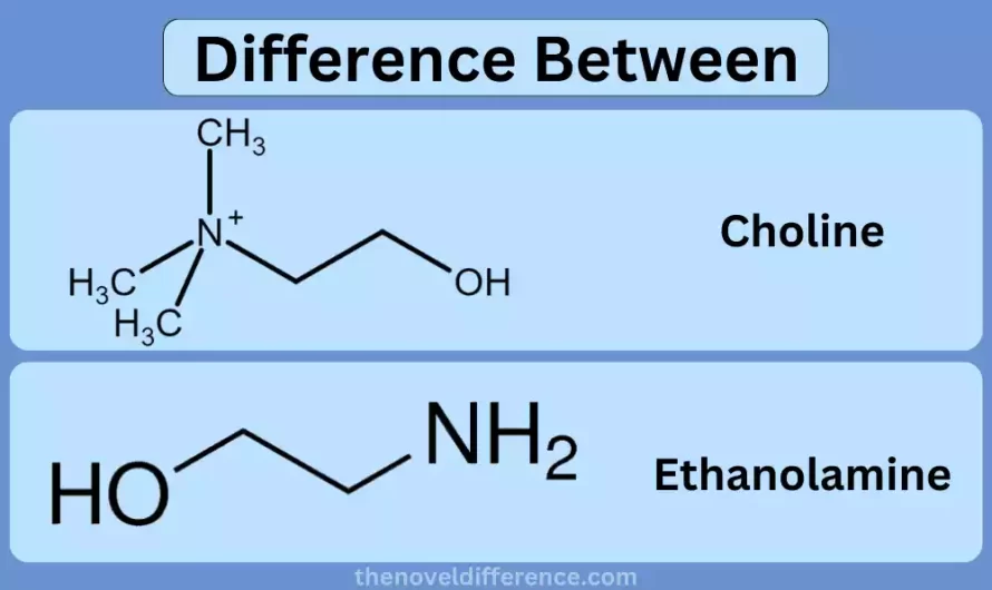 Difference Between Choline and Ethanolamine