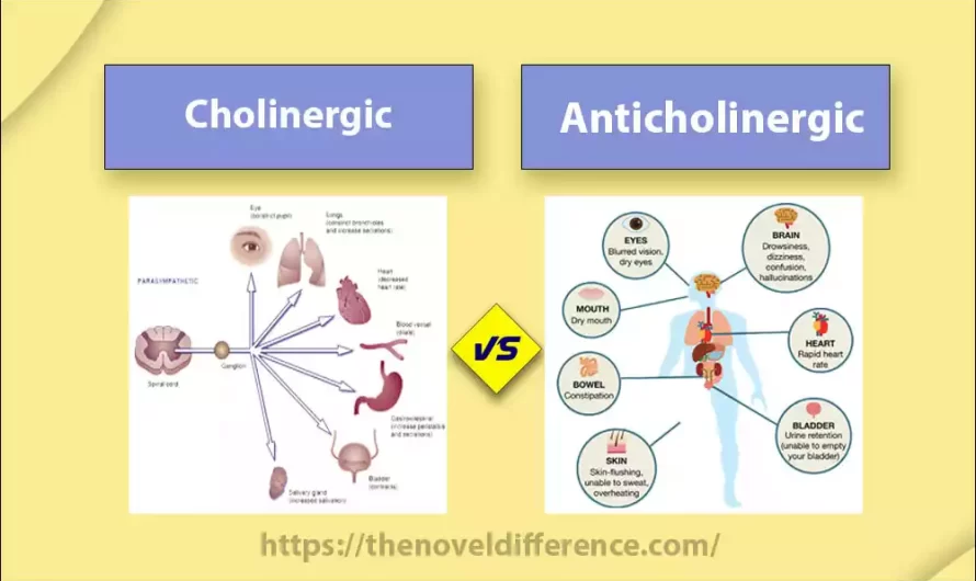 Difference Between Cholinergic and Anticholinergic