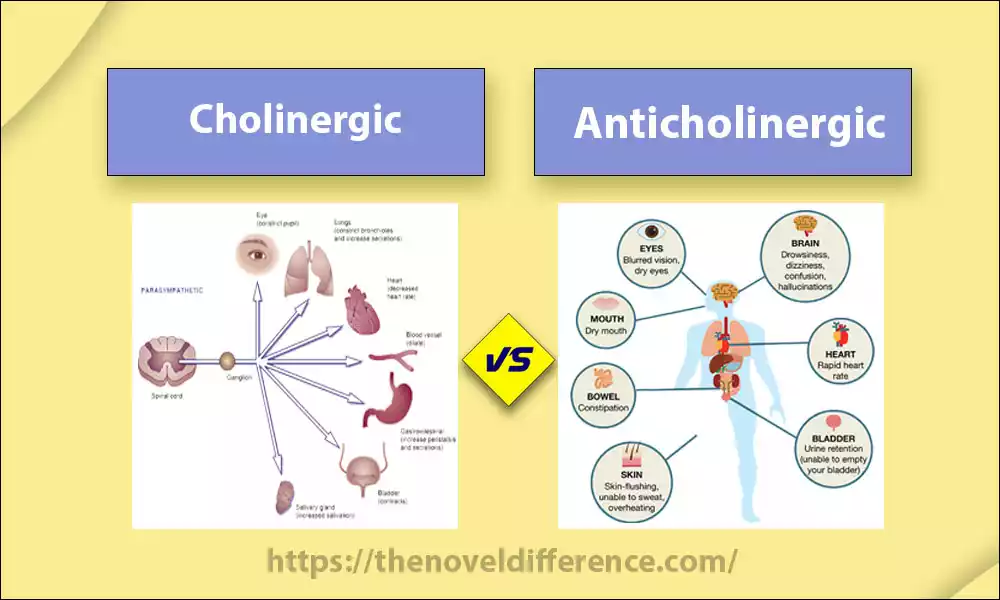Cholinergic and Anticholinergic