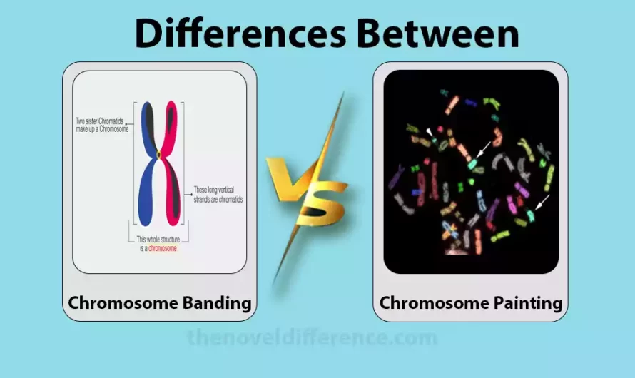 Difference Between Chromosome Banding and Chromosome Painting