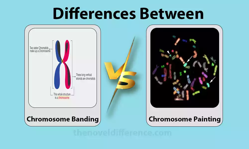 Chromosome Banding and Chromosome Painting