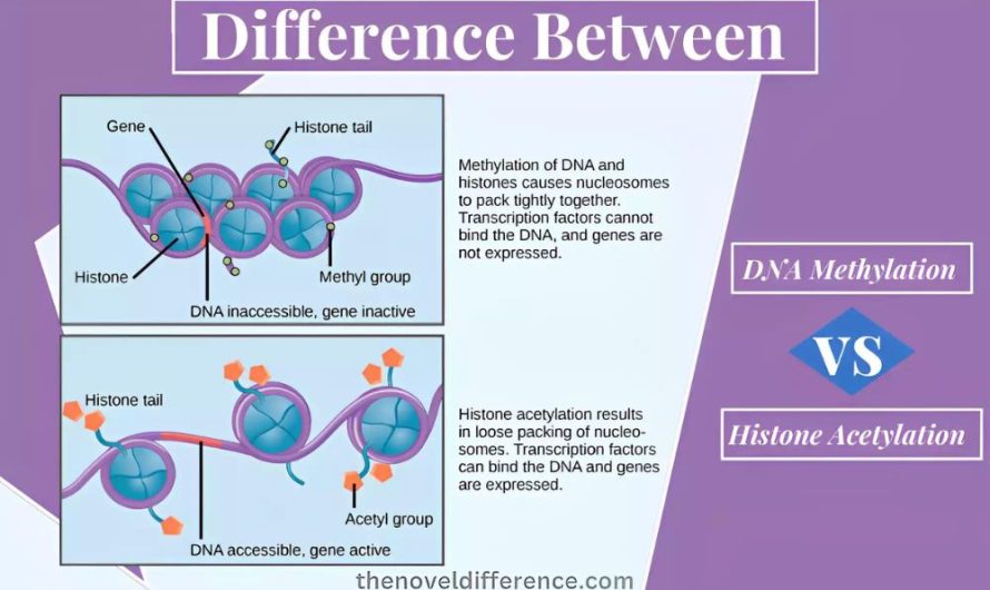 Difference Between DNA Methylation and Histone Acetylation