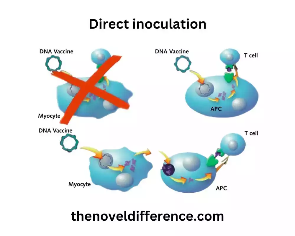 Direct inoculation