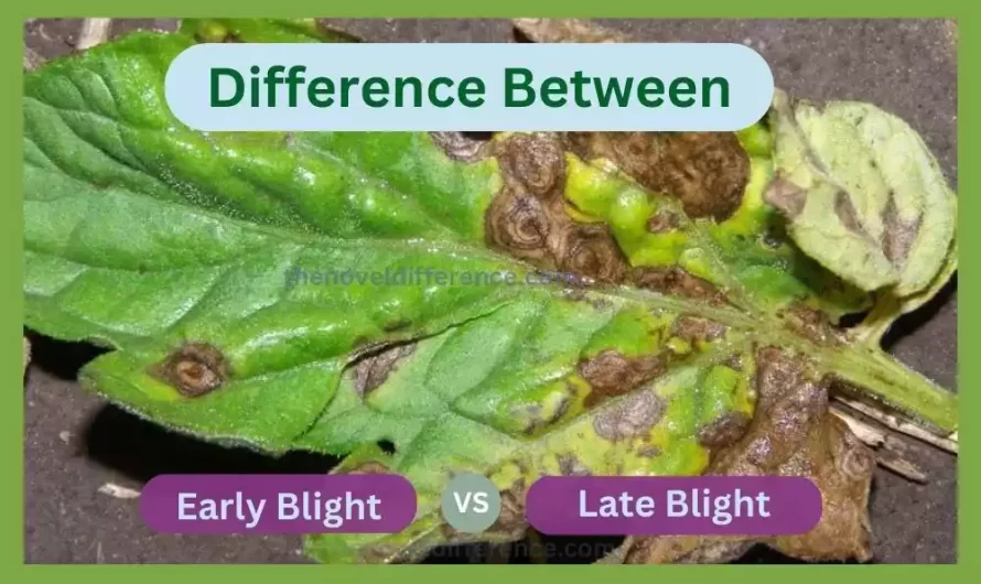 Difference Between Early Blight and Late Blight