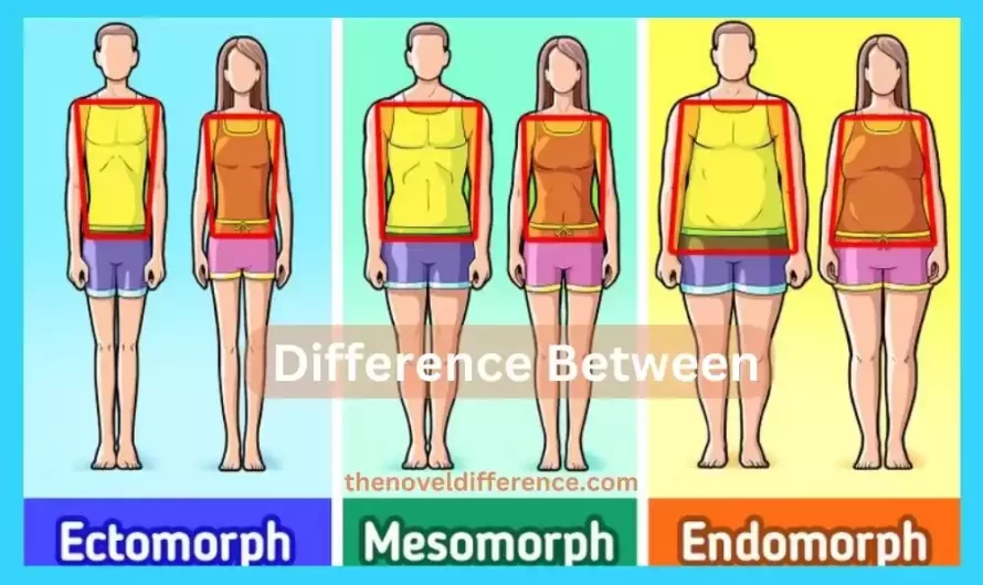 Difference Between Ectomorph Mesomorph and Endomorph