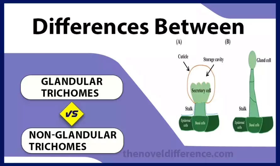 Difference Between Glandular and Non-glandular Trichomes