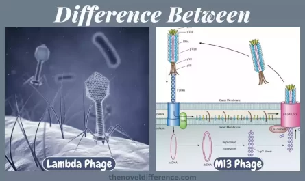 Lambda Phage and M13 Phage