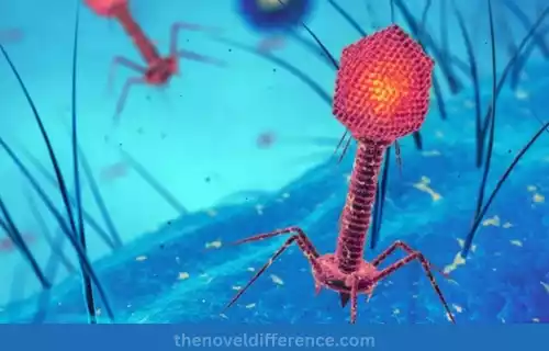 Lambda Phage