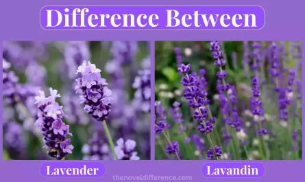 Lavandin and Lavender