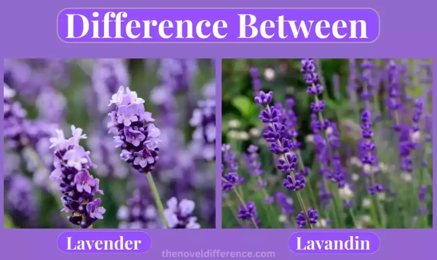 Lavandin and Lavender 7 best Difference