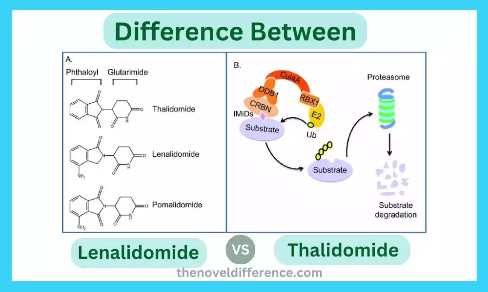 Lenalidomide and Thalidomide