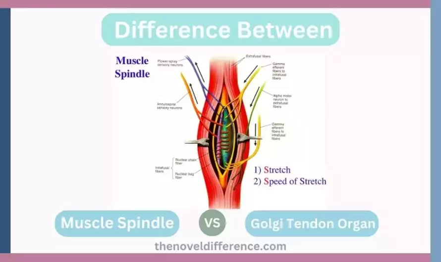 Difference Between Muscle Spindle and Golgi Tendon Organ