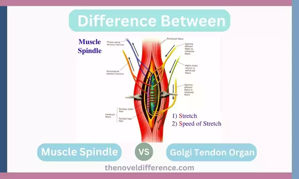 Muscle Spindle and Golgi Tendon Organ