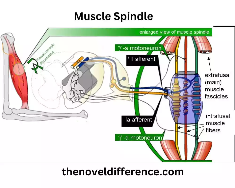 Muscle Spindle