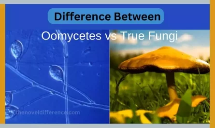 Oomycetes and True Fungi