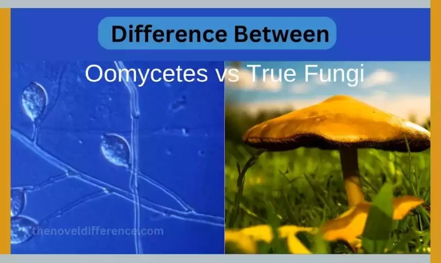 Difference Between Oomycetes and True Fungi