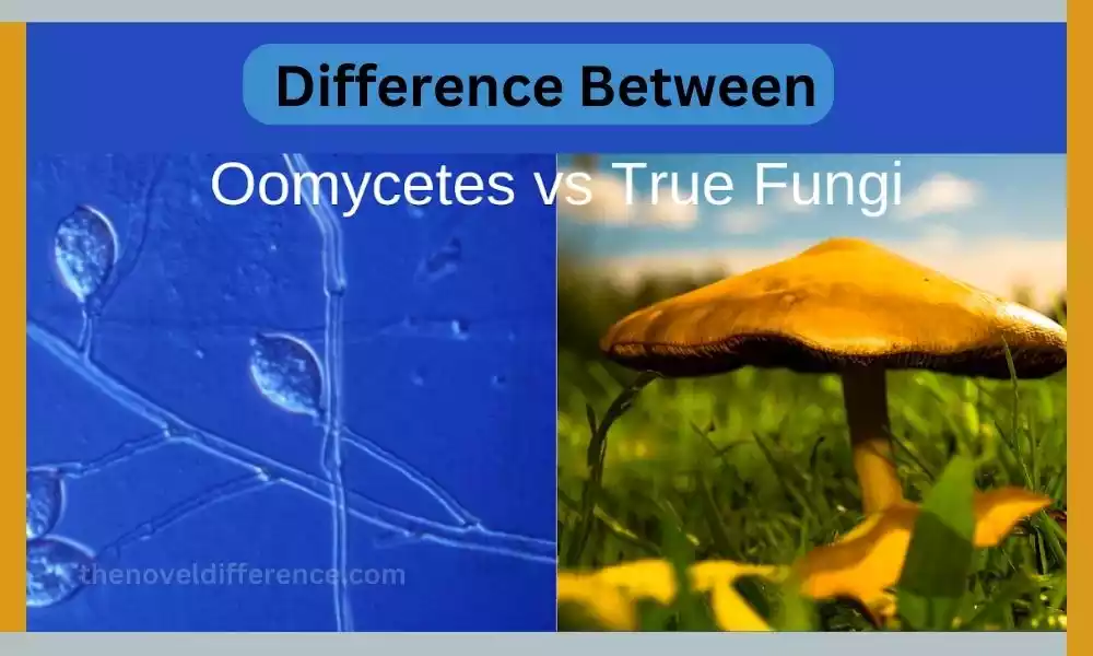 Oomycetes and True Fungi