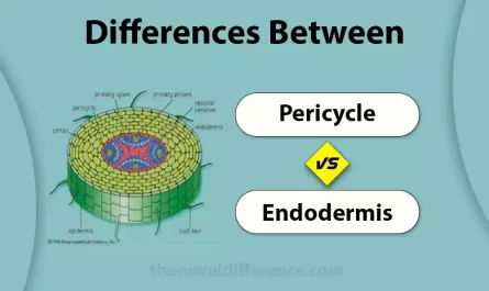 Pericycle and Endodermis