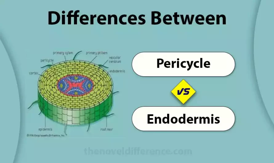 Difference Between Pericycle and Endodermis