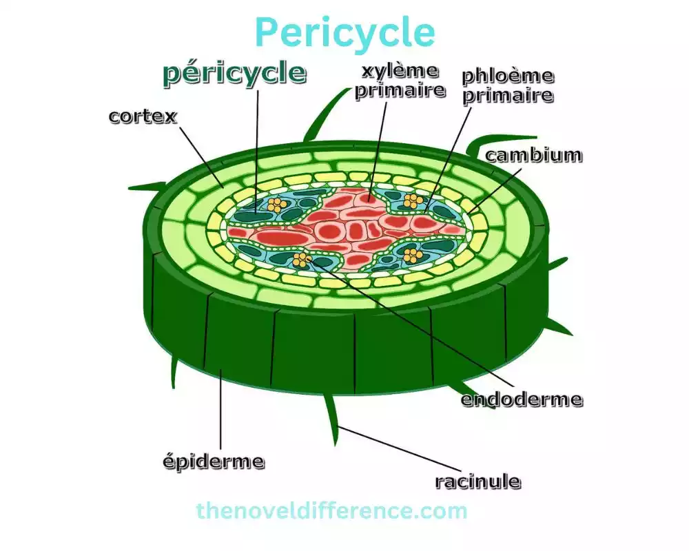 Pericycle