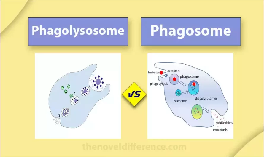 Difference Between Phagolysosome and Phagosome