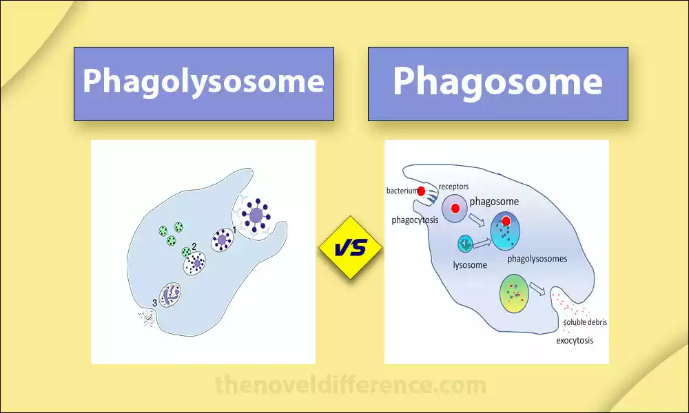 Phagolysosome and Phagosome