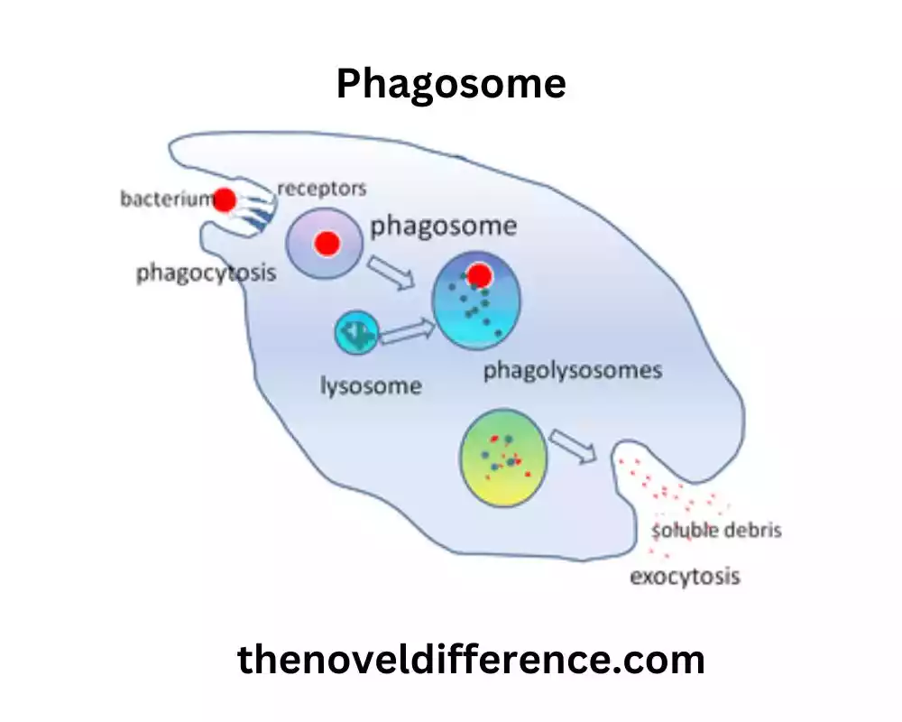 Phagosome