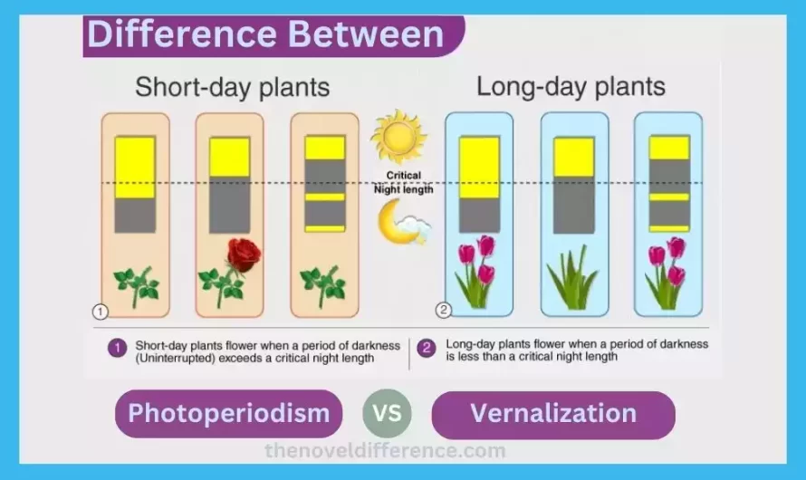 Difference Between Photoperiodism and Vernalization