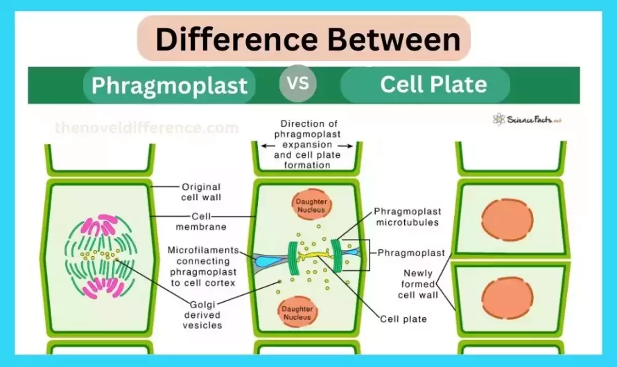 Difference Between Phragmoplast and Cell Plate