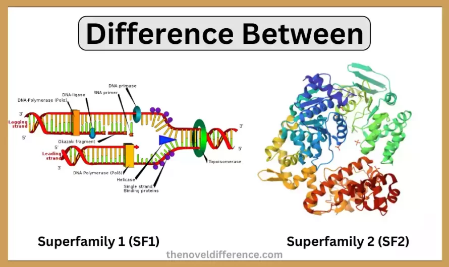 Difference Between SF1 and SF2