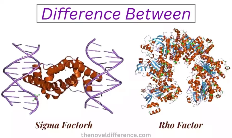 Difference Between Sigma Factor and Rho Factor