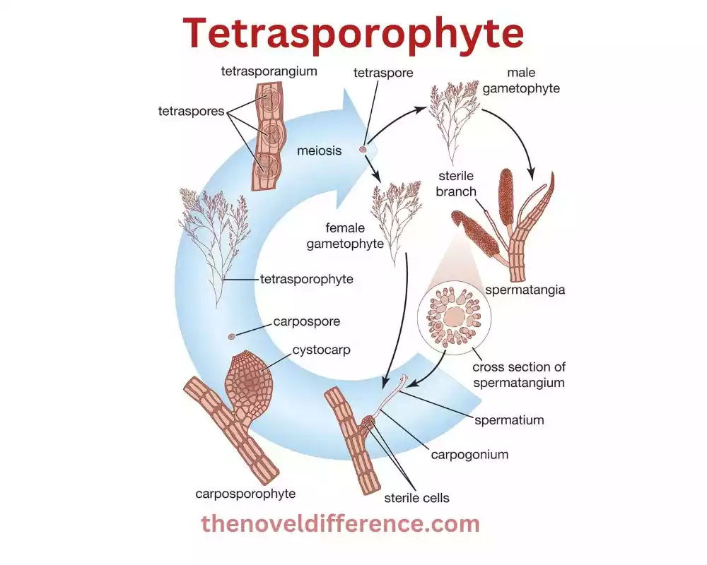 Tetrasporophyte