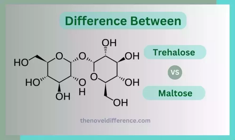 Difference Between Trehalose and Maltose