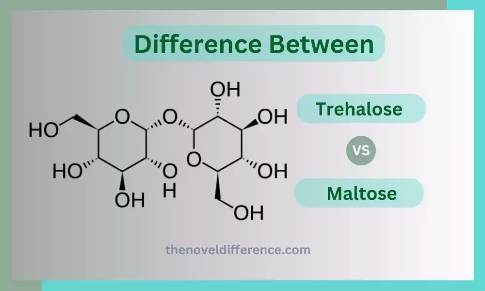 Trehalose and Maltose