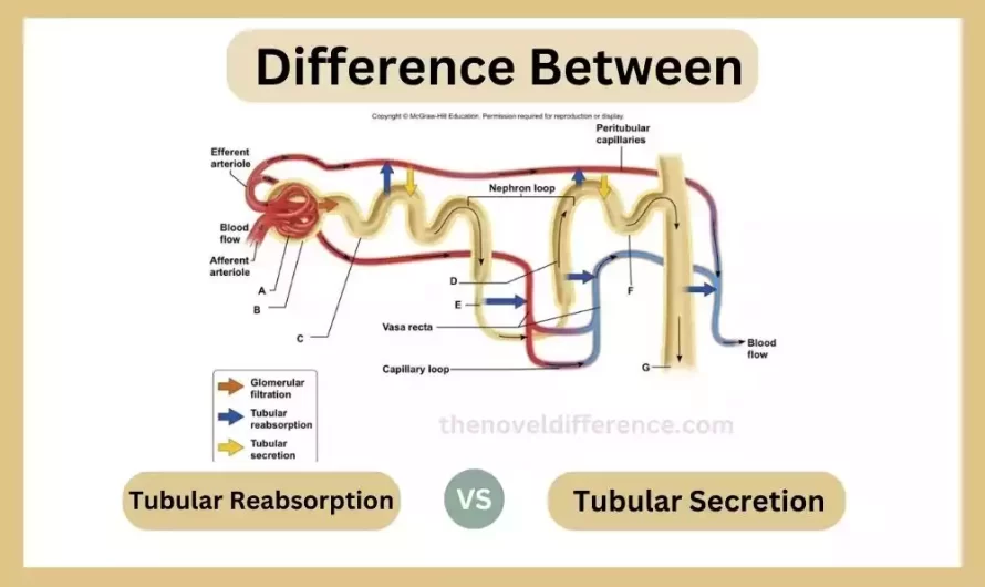 Difference Between Tubular Reabsorption and Tubular Secretion