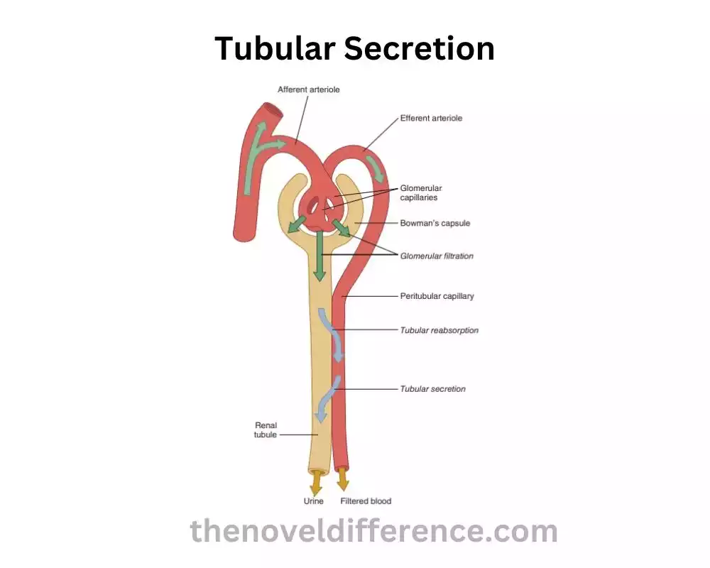 Tubular Secretion