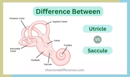Utricle and Saccule