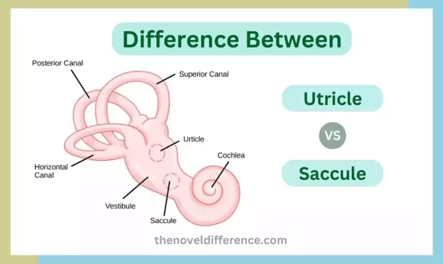 Difference Between Utricle and Saccule