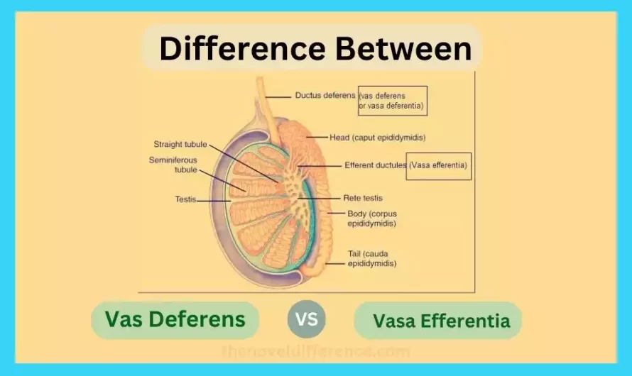 Difference Between Vas Deferens and Vasa Efferentia