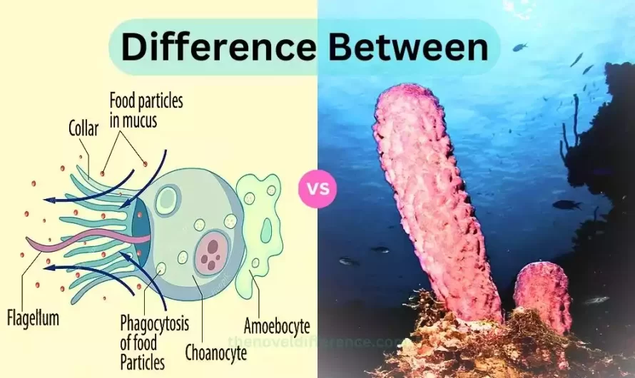 Difference Between Choanocytes and Pinacocytes